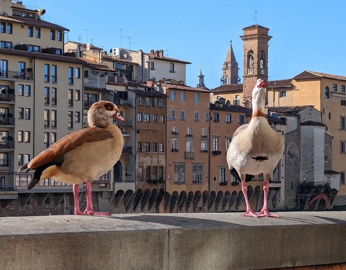 ヴェッキオ橋朝２