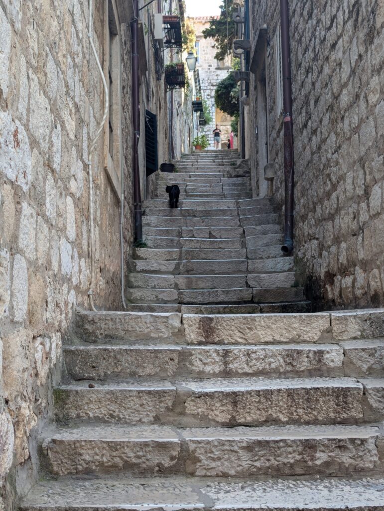 旧市街地の小道にいる猫たち