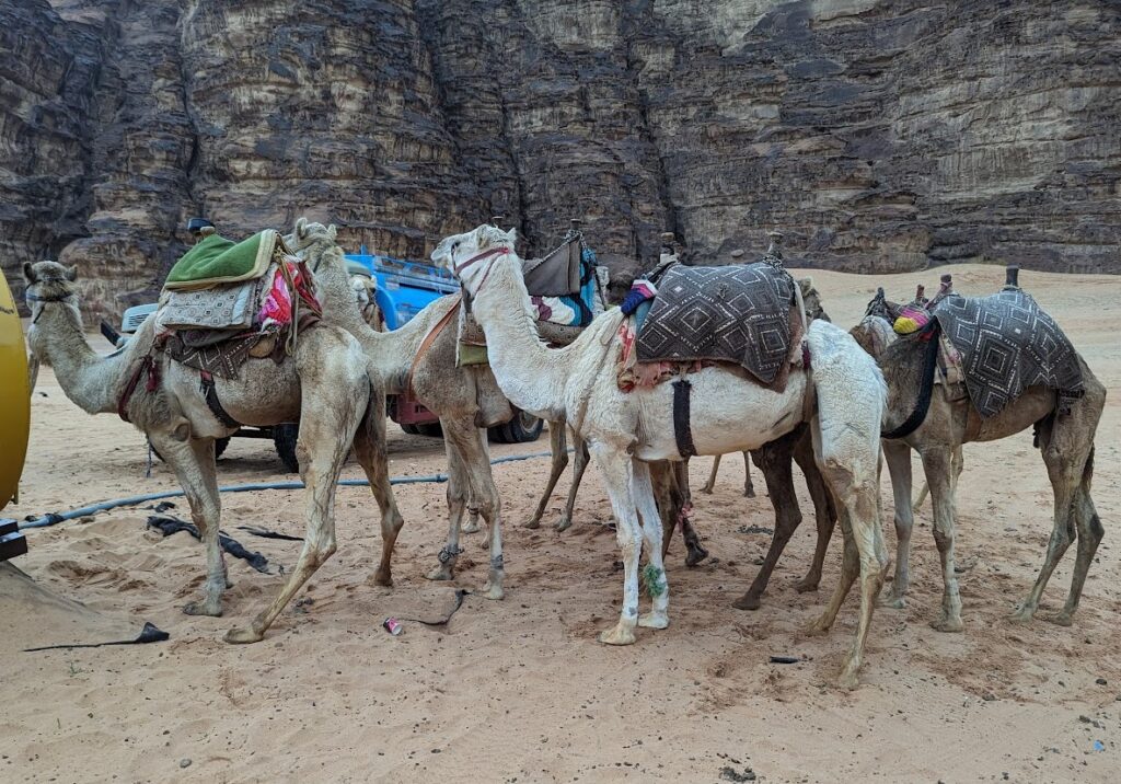 ホテルからラクダに乗って砂漠探索