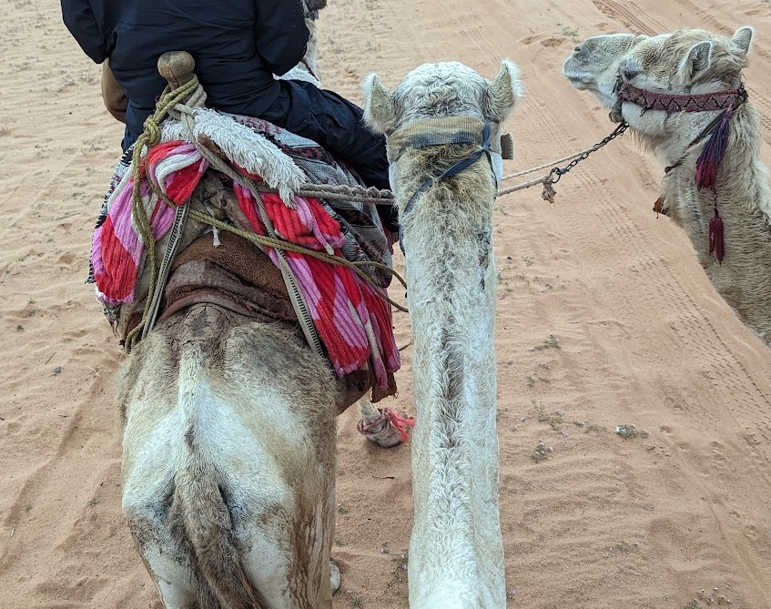 ラクダに乗ってホテル周辺散策2