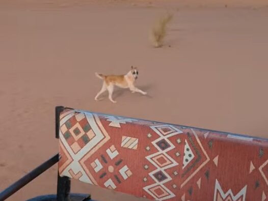 フレンチ・フォートレス5