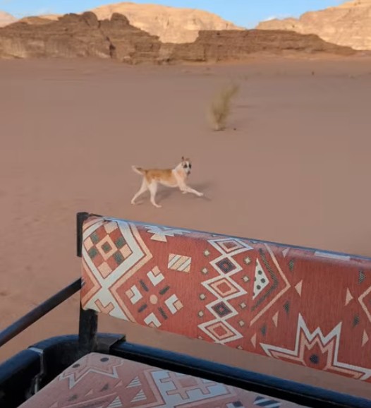 移動中の車と並走する犬