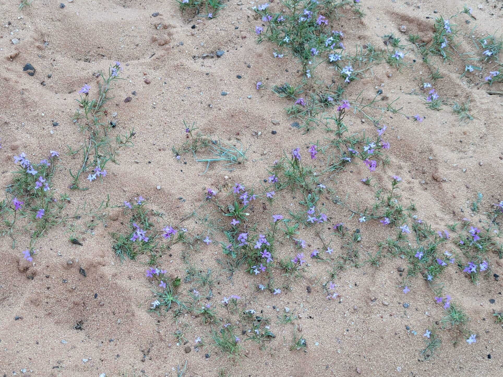 ホテル周辺散策4