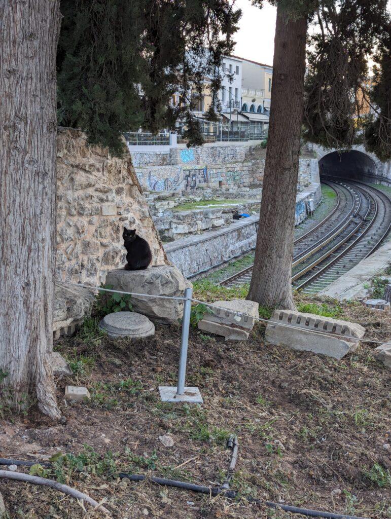 古代アゴラ 黒猫
