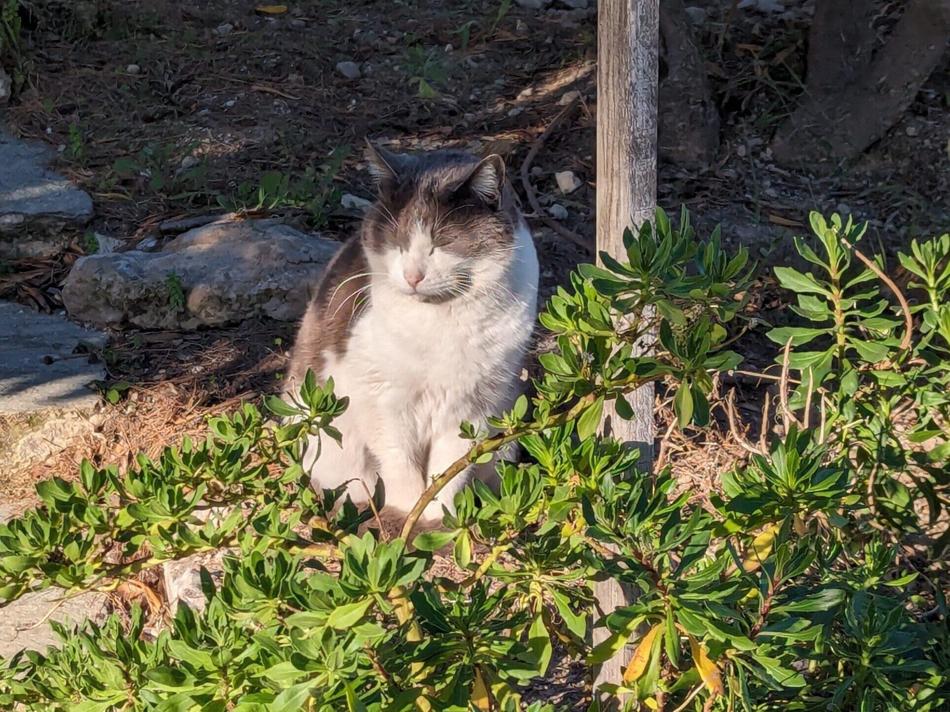 アッタロスの柱廊(古代アゴラ) 猫