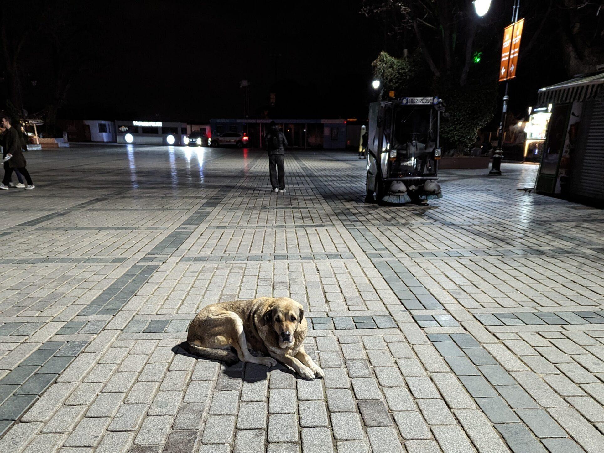 イェニ・ジャーミィからホテルへ 犬