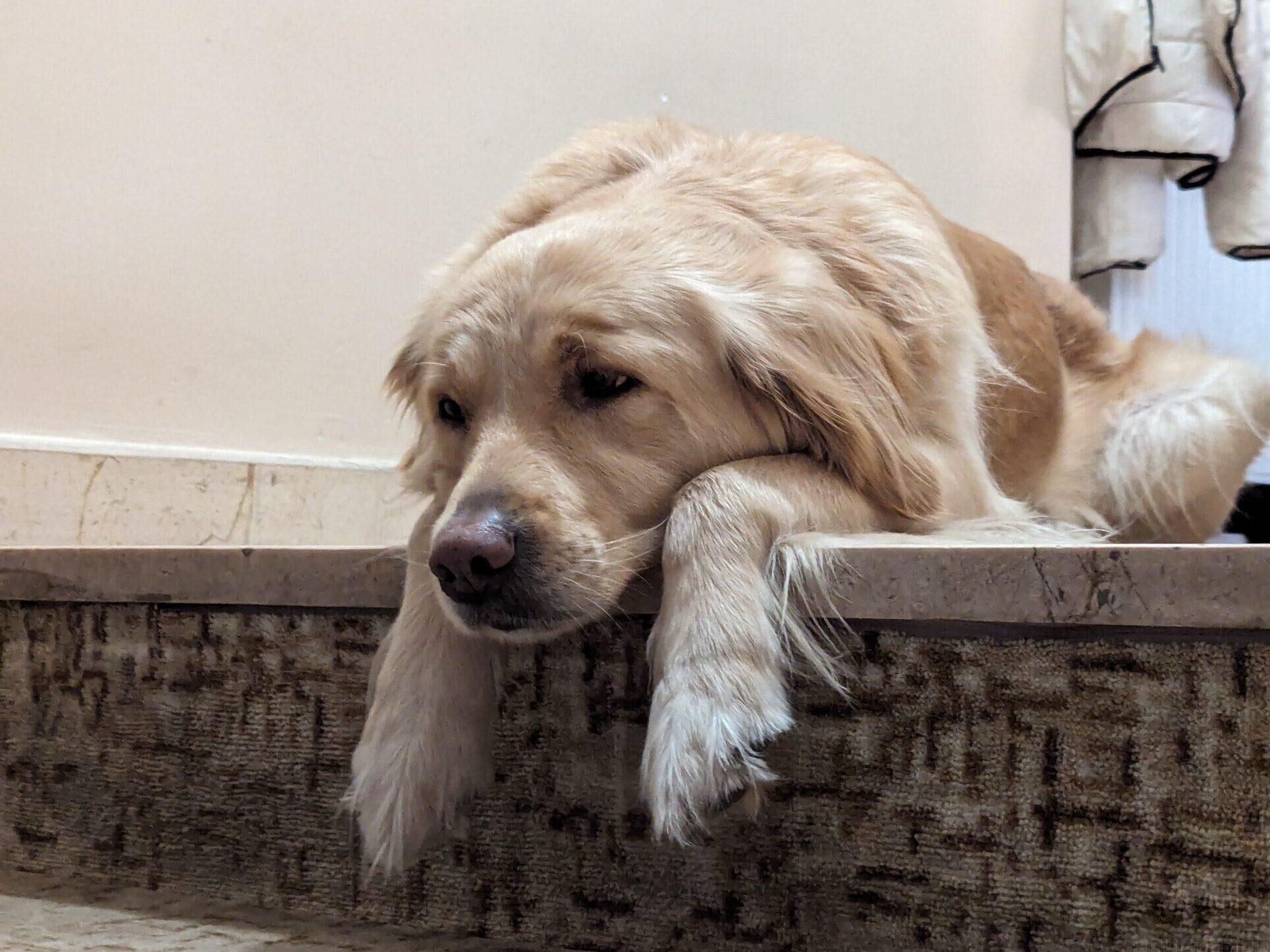 ホテルの犬