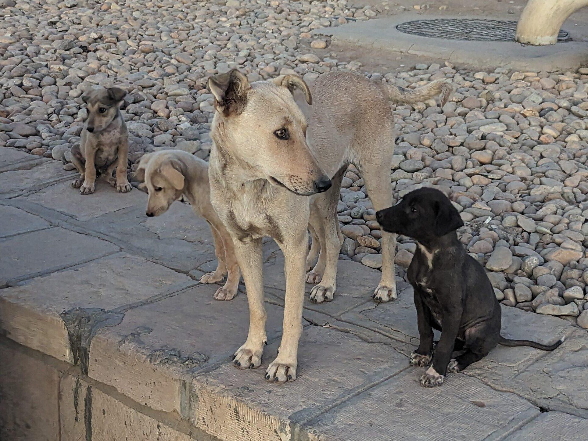 コムオンボ神殿 犬