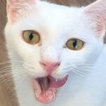 にゃんさま