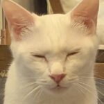 にゃんさま