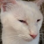 にゃんさま
