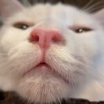 にゃんさま